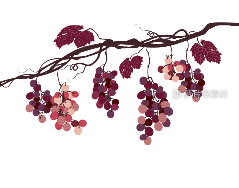 sstyalized图形图像的葡萄与粉红色的葡萄