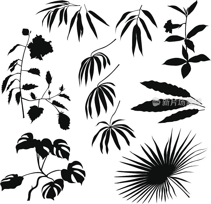 热带植物及叶子