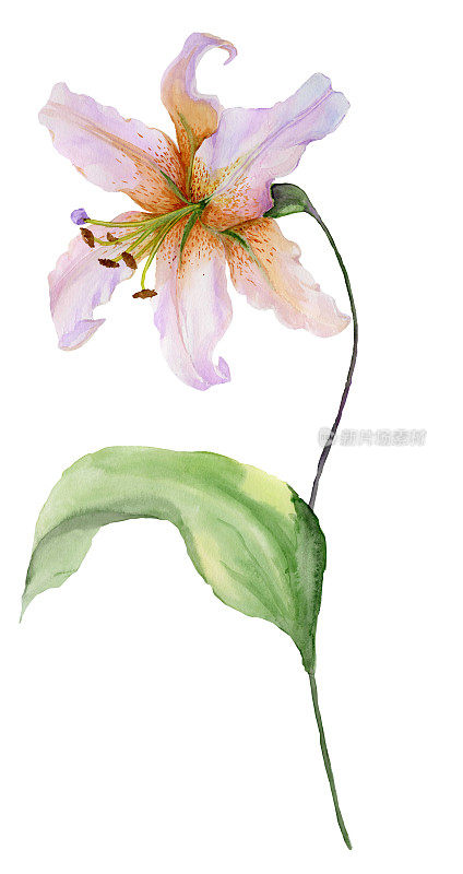 美丽的百合花，长在茎上，绿叶和嫩芽。水彩画。手画。孤立在白色背景上。花卉插图