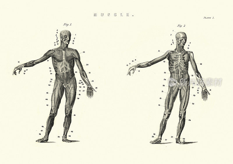 古董解剖图，人体肌肉，19世纪