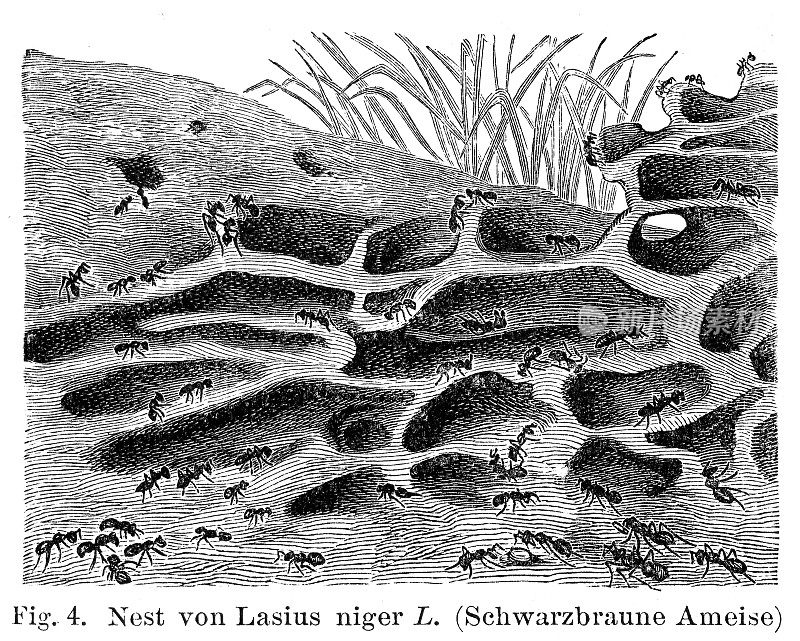 普通黑蚂蚁在蚁丘插图1896