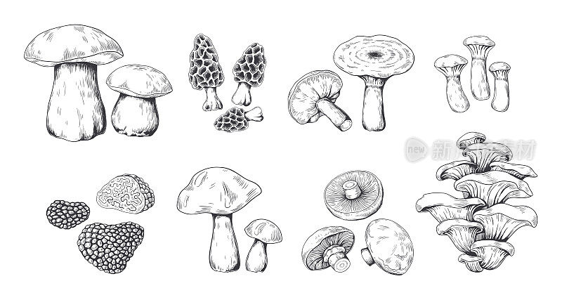 手绘蘑菇。牛肝菌、羊肚菌、松露和平菇的复古素描。向量涂鸦集