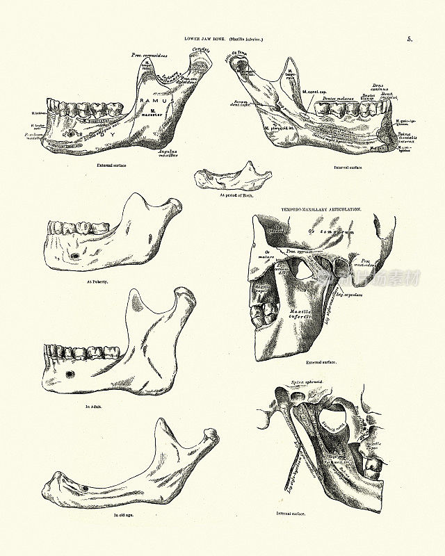 下颌骨，维多利亚时代的解剖学图