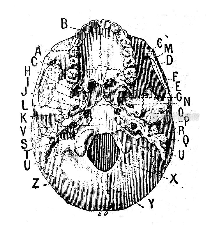 古董插图:人类头骨