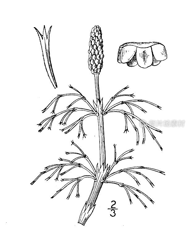 古植物学植物插图:木贼、木贼