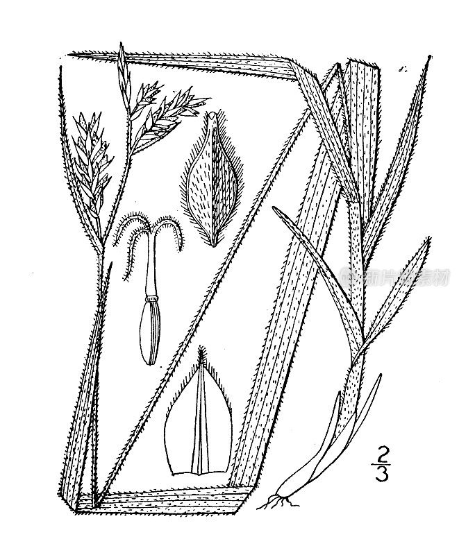 古植物学植物插图:毛苔草、毛莎草