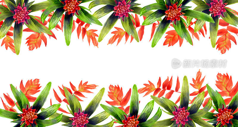 横框与水彩手画凤梨科花卉。春天或夏天鲜花邀请，婚礼或贺卡。凤梨属植物的植物学插图