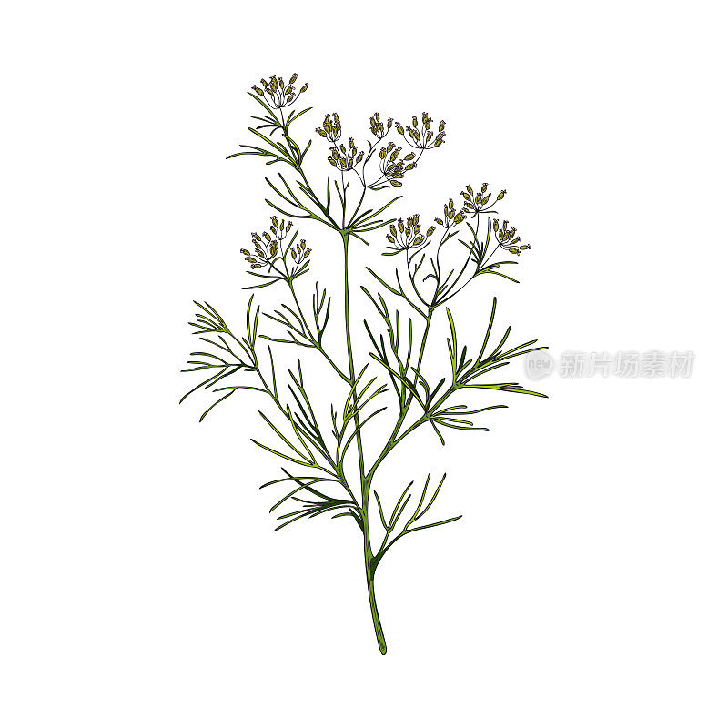 孜然开花植物与枝，叶和花-素描矢量插图孤立在白色背景。