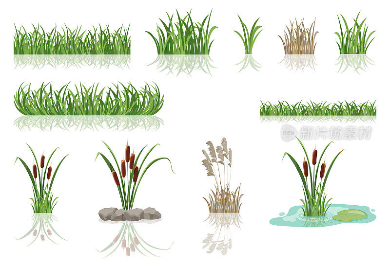 沼泽的芦苇在草地上。湖泊灌丛的矢量插图。