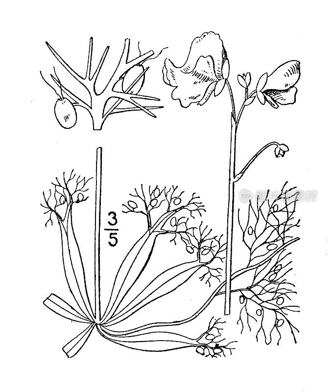 古植物学植物插图:膨胀狸藻，膨胀狸藻