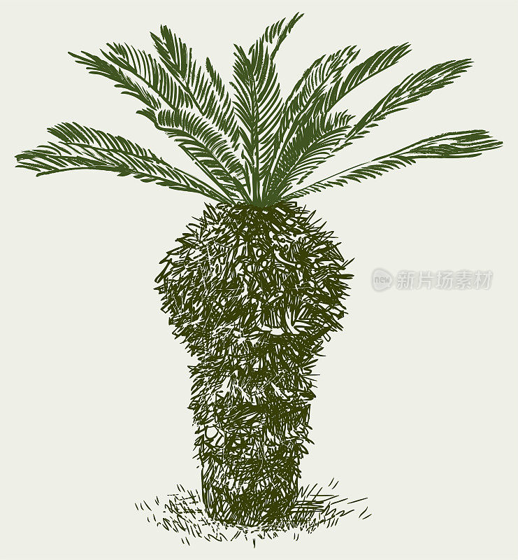 手绘单棵小棕榈树
