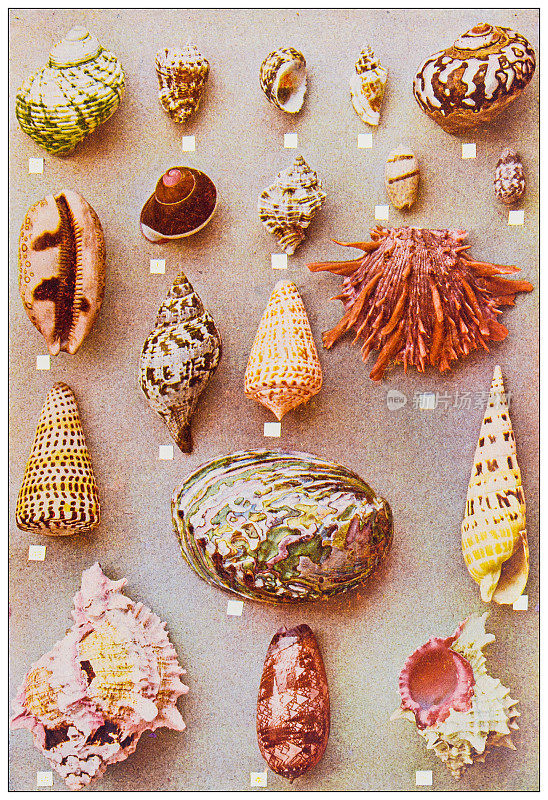 古色古香的自然色彩形象:贝壳
