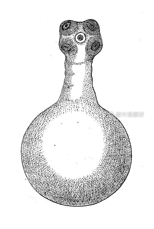 仿古生物动物学图像:平庸带绦虫