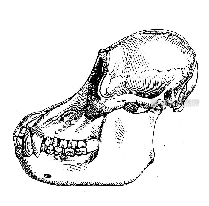 古董生物动物学图片:猩猩头骨