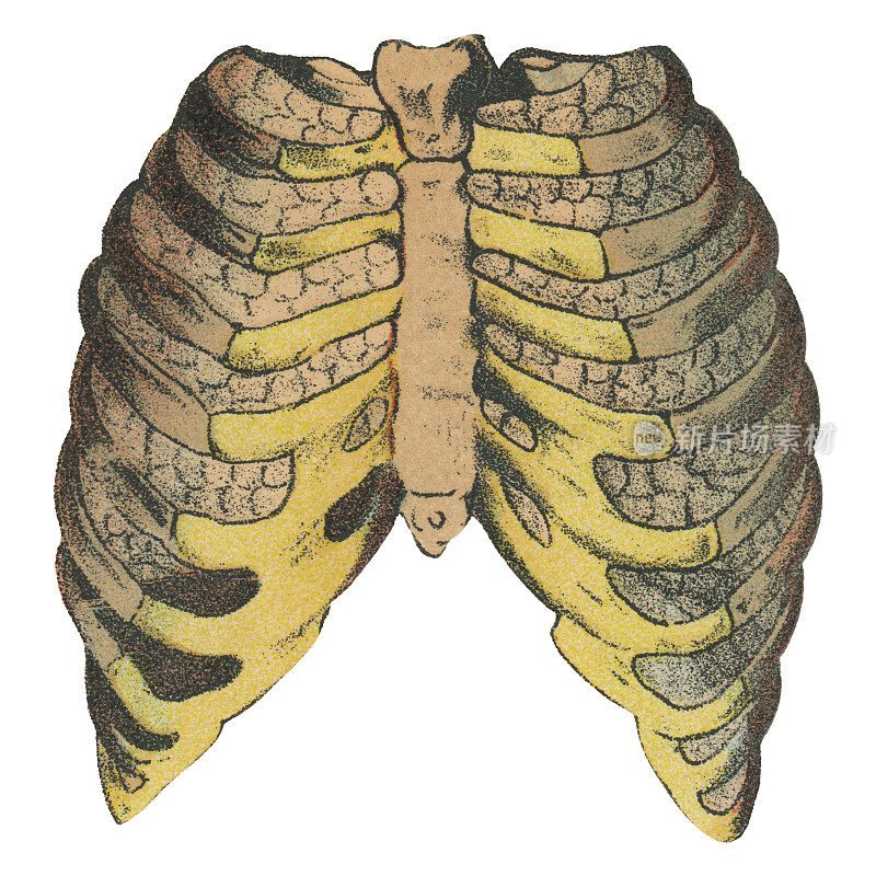 人体胸腔与肺的医学插图――19世纪