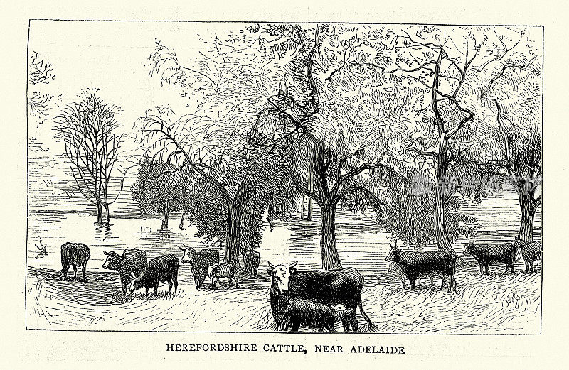 草图在南澳大利亚，赫里福德郡养牛场，阿德莱德附近，澳大利亚历史，19世纪70年代，19世纪
