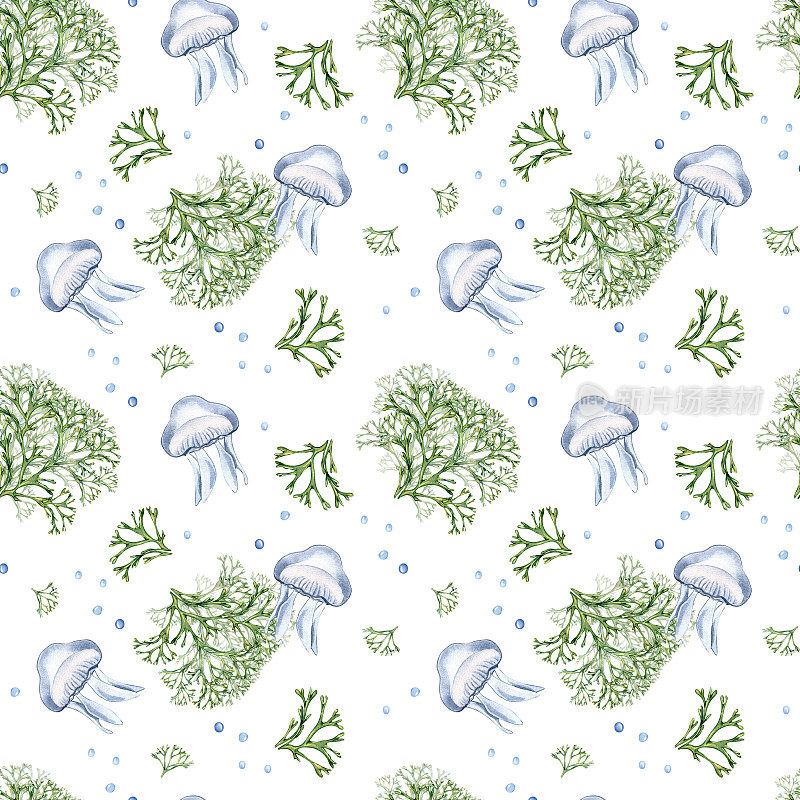 无缝图案的绿色海洋植物和水母水彩插图孤立的白色背景。Codium海藻手绘。设计包装，纸张，纺织品，包装，海洋收集