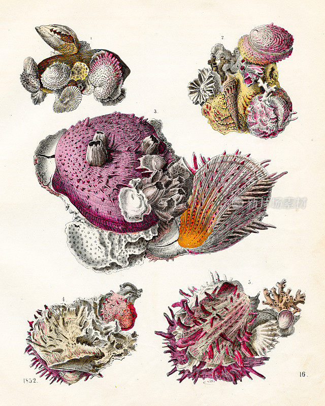 海洋生物，贝壳，珊瑚-来自1852年“世界之书”的非常罕见的盘子