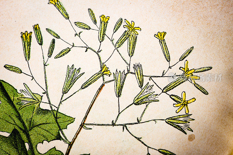 古色古香的植物学插图:墙莴苣，壁莴苣