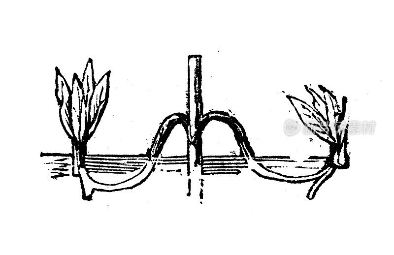 仿古雕刻插图:层植物