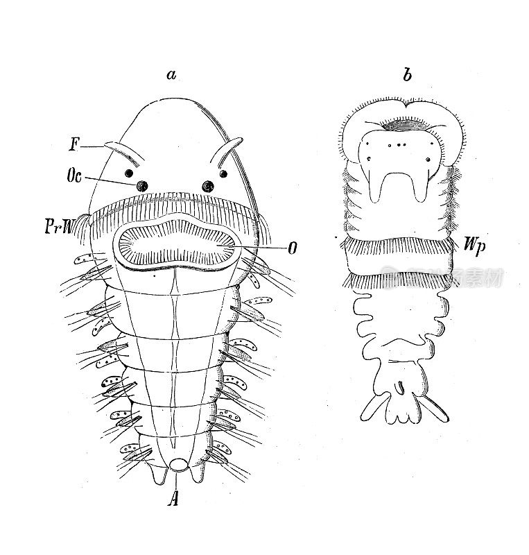 古代生物动物图像:幼虫，沙鳖和毛翅目