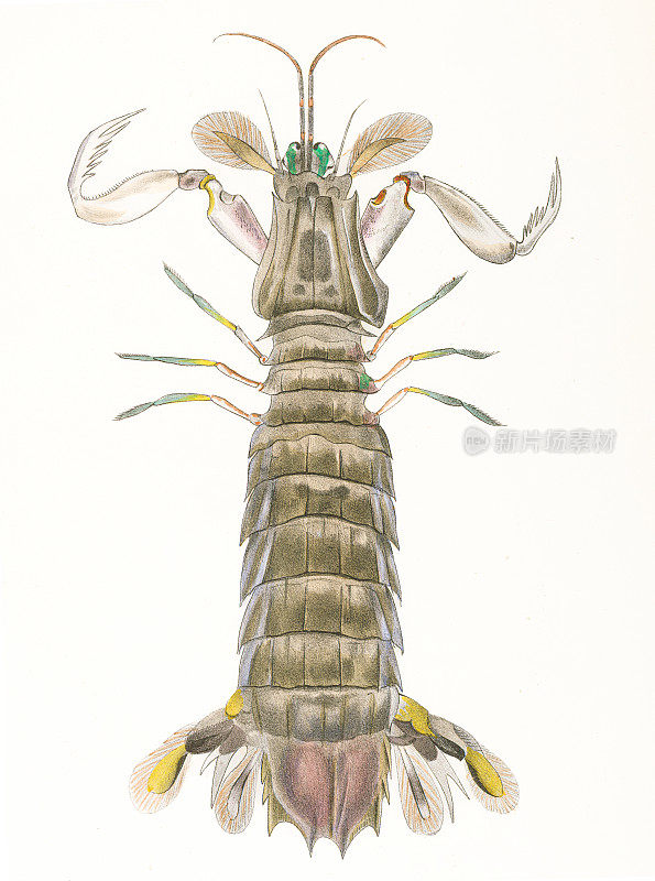 螳螂虾或口足类的色版1843年