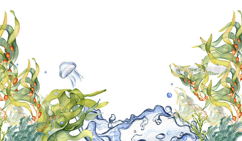 绿色海洋植物水彩插图板孤立在白色背景。海带，褐海带，有用的海藻手绘。包装，标签，广告，横幅，招牌的设计元素