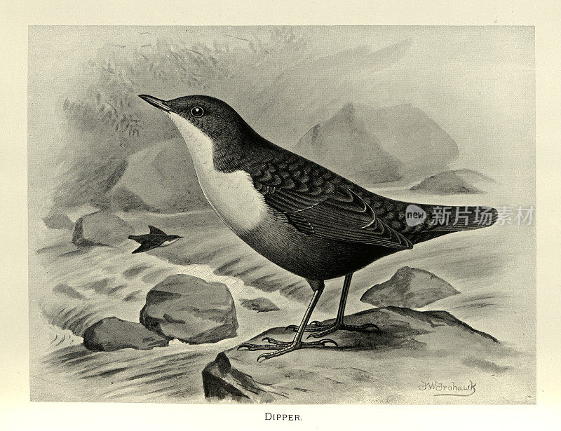 鸟,斗,鸟,野生动物艺术