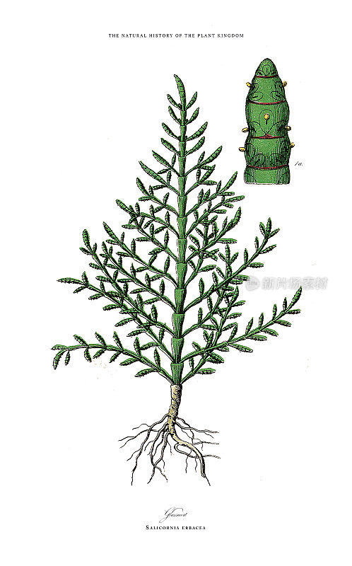 开花植物，植物王国，维多利亚植物插图，大约1853年