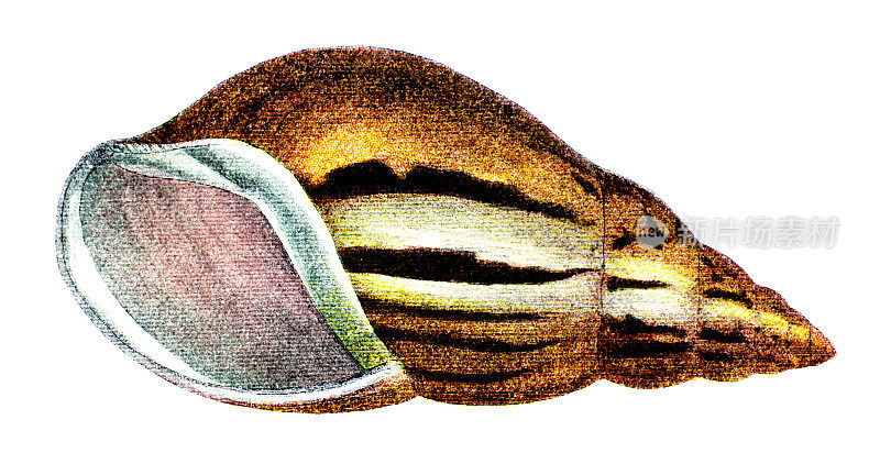 19世纪的彩色海螺雕刻