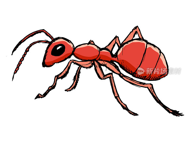 森林中的红蚂蚁