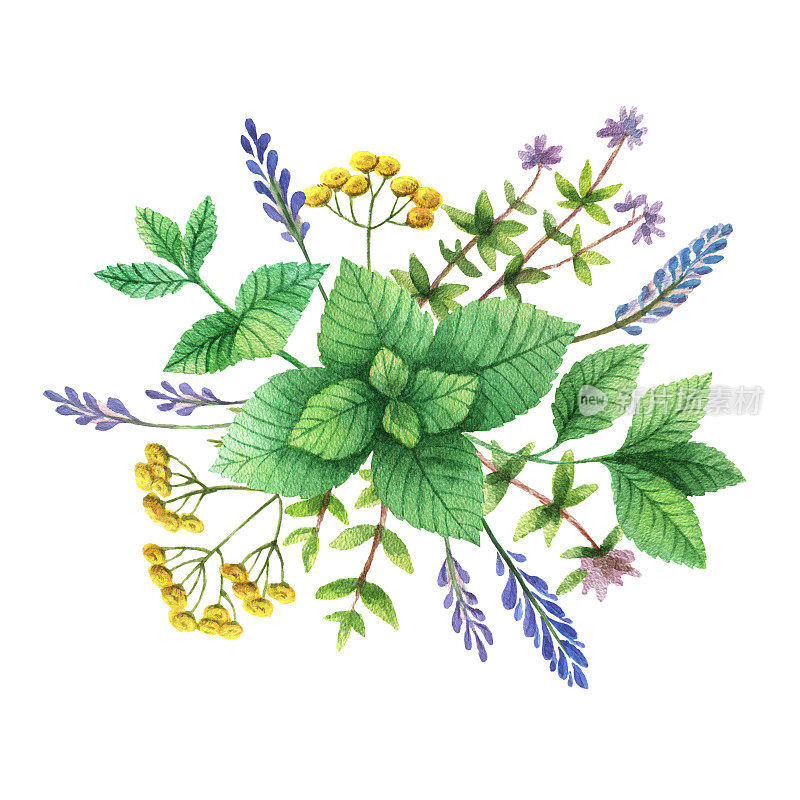 水彩手画花香与野生香草和香料。