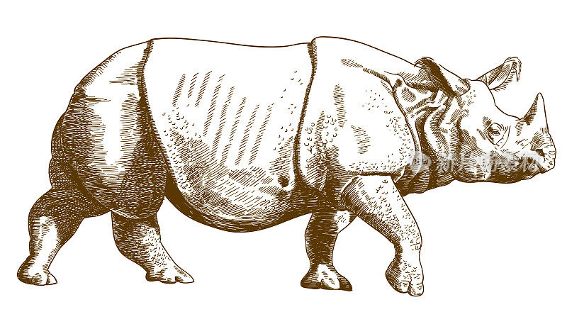 雕刻绘画犀牛插图