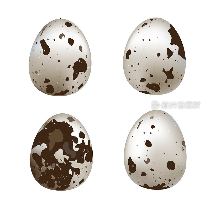 孤立的鹌鹑蛋。矢量集鹌鹑蛋孤立在白色背景。