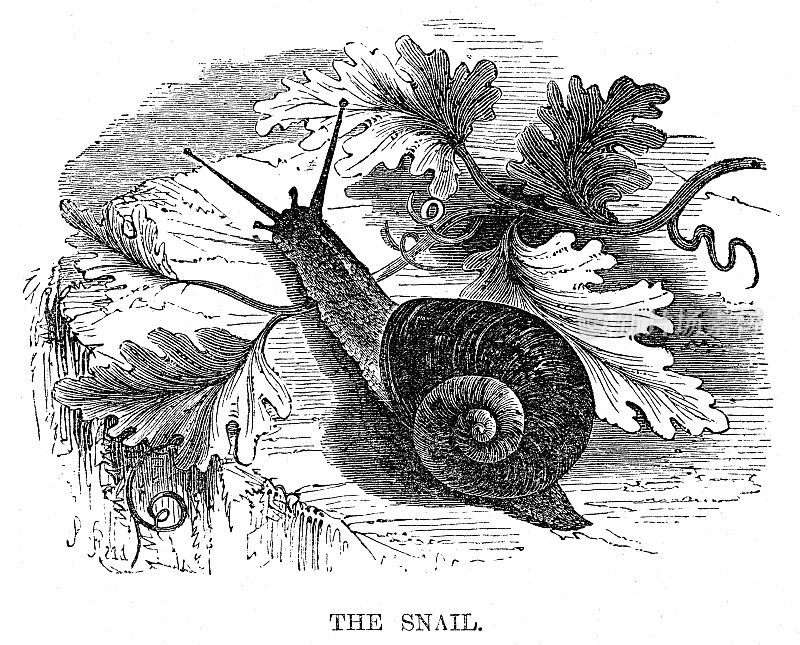 蜗牛雕刻1869