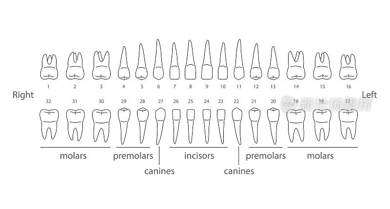 人类牙齿的图表，矢量图