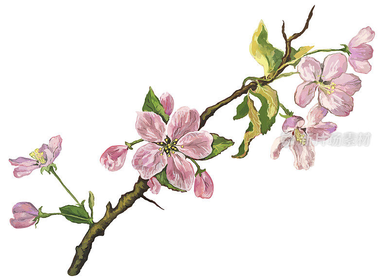 时尚的春天插图花向量寓言象征艺术印象派温柔美丽的水平分枝的开花苹果树与小扭曲的绿色叶子在白色的背景
