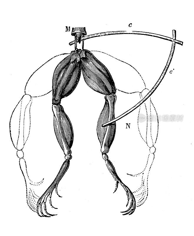 科学发现、实验和发明的古董插图:电动青蛙腿