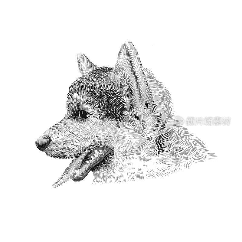 彭布罗克威尔士柯基三色小狗，一种牧牛犬品种。宠物肖像，特写素描。矢量图