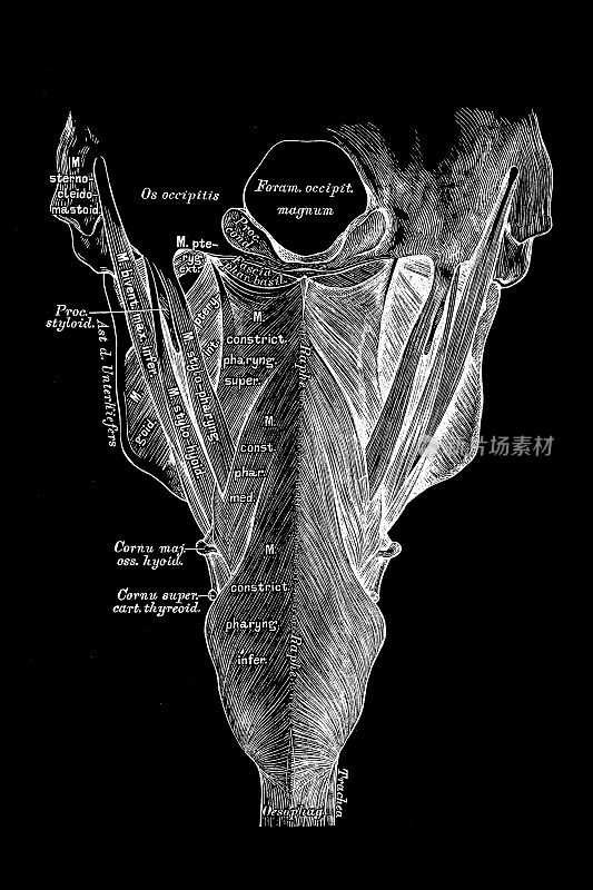 摘除脊柱后，从后面的喉部肌肉