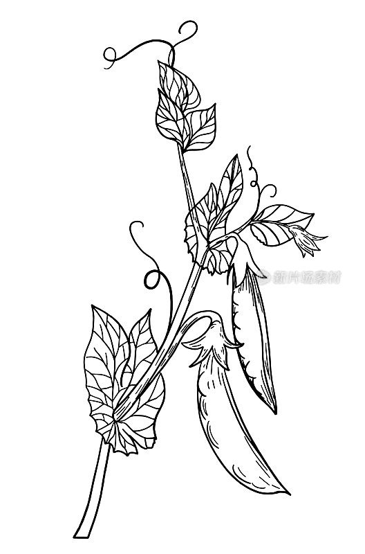 钢笔和墨水在藤蔓上手绘豌豆