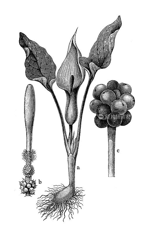 古董植物学插图:黄斑海芋