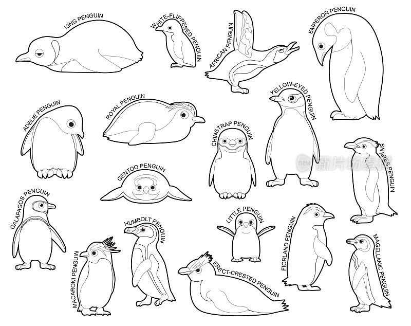 企鹅集各种类型识别卡通矢量黑白