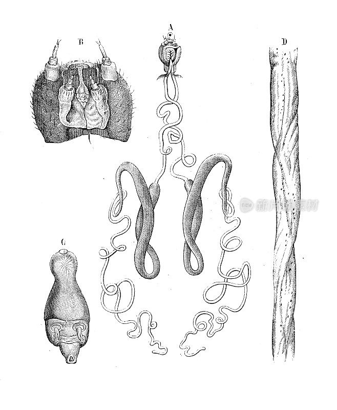 古时动物插图:家蚕、家蚕