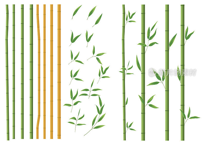 现实的竹竿。棕色和绿色的树枝和茎叶孤立的装饰特写元素，东方森林树木，异国情调的植物装饰