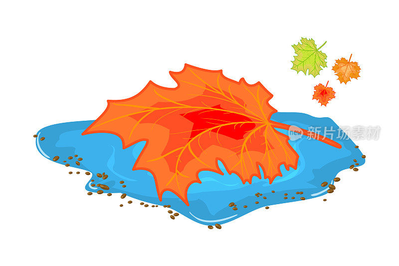 树叶在水坑孤立的白色背景。秋橙枫叶漂浮在水坑里