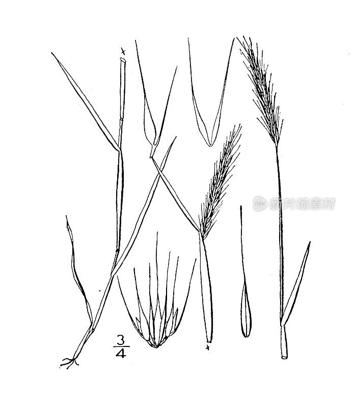 古植物学植物插图:大麦草，小大麦