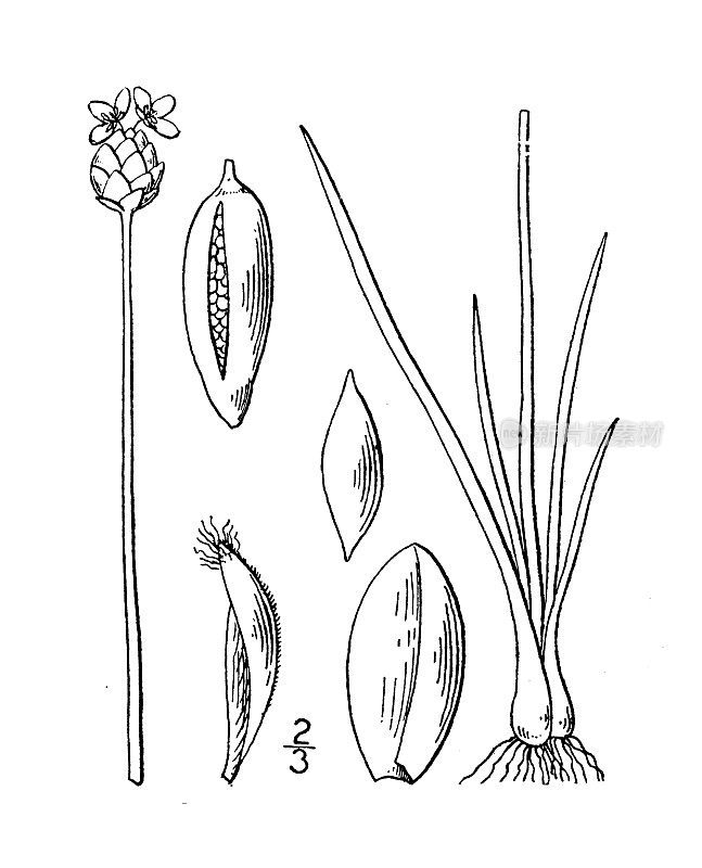 古植物学植物插图:柔枝Xyris，细长黄眼草