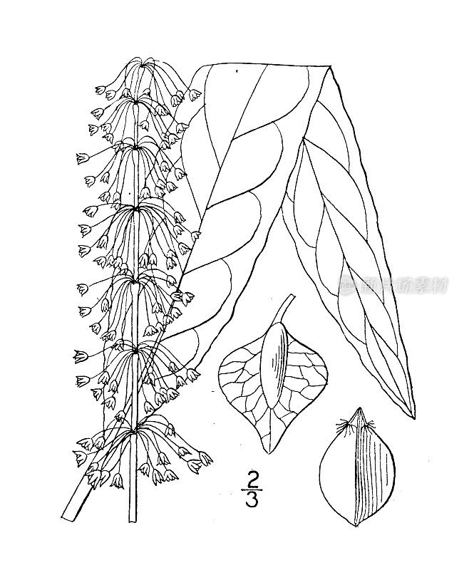 古植物学植物插图:沼泽码头