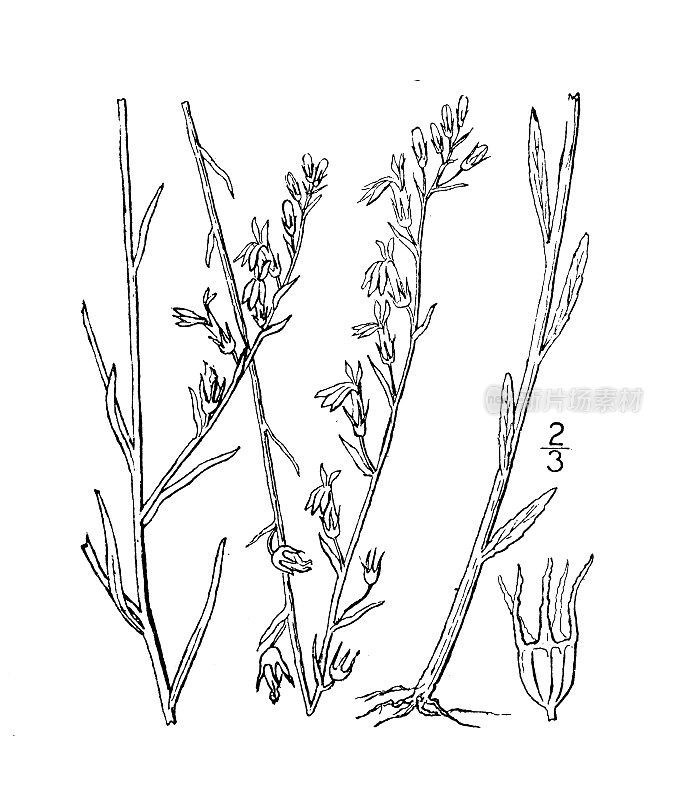 古植物学植物插图:半边莲坎比，坎比的半边莲